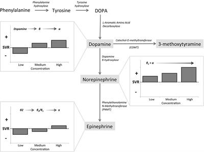 Preoperative Management of Pheochromocytoma and Paraganglioma